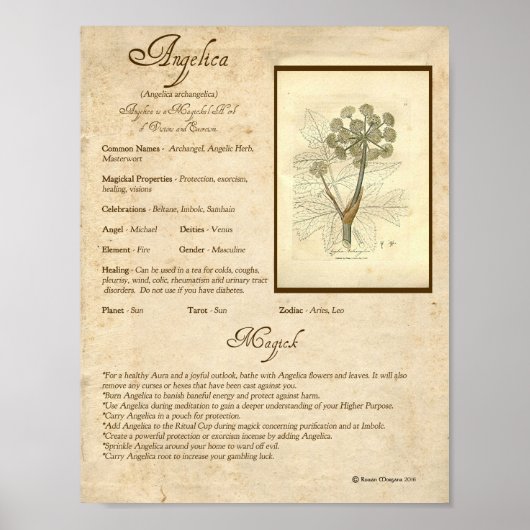 アンジェリカマジックハーブ ポスター (正面)