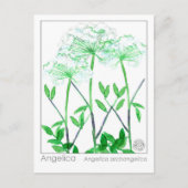 アンジェリカマテリアメディカハーブ勉強カード ポストカード (正面)