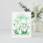 アンジェリカマテリアメディカハーブ勉強カード ポストカード (スタンド正面)