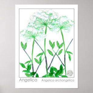 アンジェリカ白花薬草植物 ポスター