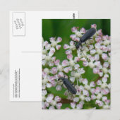 アンジェリカ・ウナラスカ島の花に産するカブトムシ ポストカード (正面/裏面)