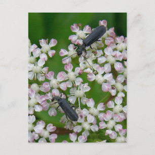 アンジェリカ・ウナラスカ島の花に産するカブトムシ ポストカード