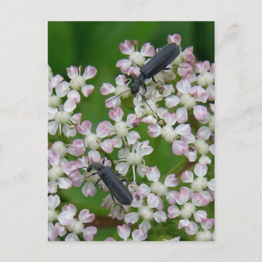 アンジェリカ・ウナラスカ島の花に産するカブトムシ ポストカード (正面)