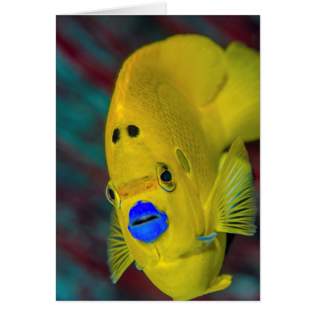 アンジェルフィッシュのクローズアップ (正面)