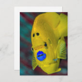 アンジェルフィッシュのクローズアップ ポストカード (正面/裏面)