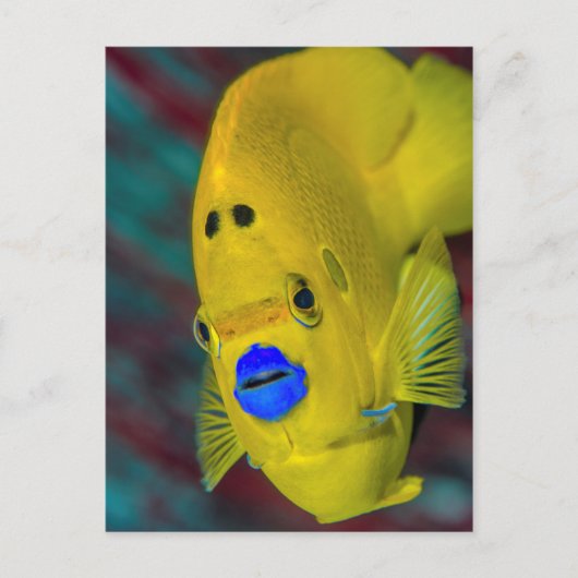 アンジェルフィッシュのクローズアップ ポストカード (正面)