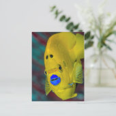 アンジェルフィッシュのクローズアップ ポストカード (スタンド正面)