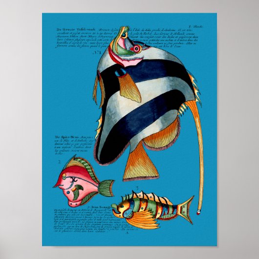 アンジェルフィッシュの背景 ポスター (正面)