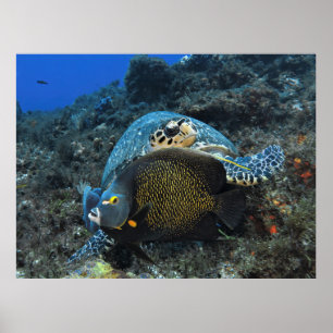 アンジェルフィッシュ爆破 ポスター