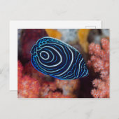 アンジェルフィッシュ皇帝の終焉 ポストカード (正面/裏面)