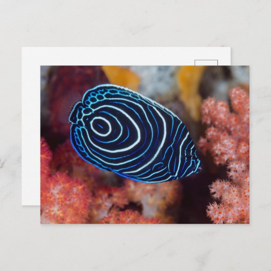 アンジェルフィッシュ皇帝の終焉 ポストカード (正面/裏面)