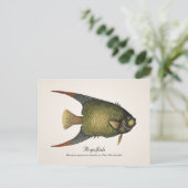 アンジェルフィッシュ葉書 – スタイルII ポストカード (スタンド正面)