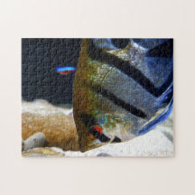 アンジェルフィッシュ魚の飼育者淡水水槽