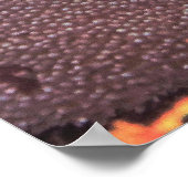 アンジェルフィッシュ2世 ポスター (角)