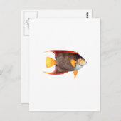 アンジェルフィッシュ（海水） ポストカード (正面/裏面)