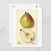 アンジュ梨ヴィンテージイラストレーション ポストカード (正面/裏面)