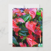 アンスリウム (正面)