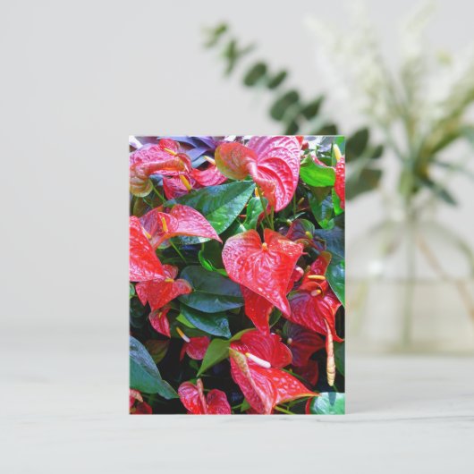 アンスリウム (スタンド正面)