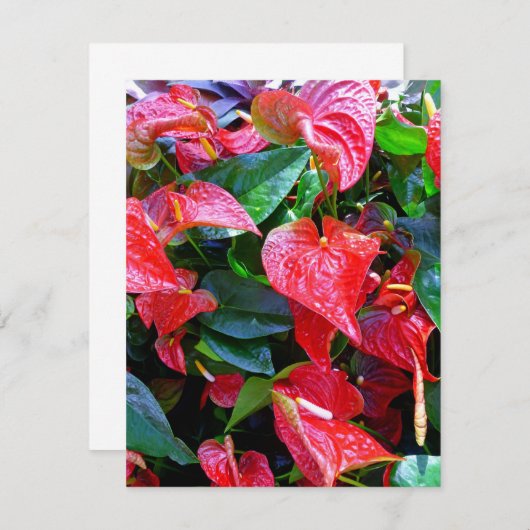 アンスリウム (正面/裏面)