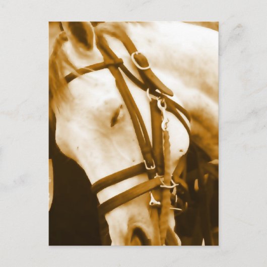 アンダルシアのはがき ポストカード (正面)