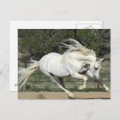 アンダルシアランニングスタリオンPR ポストカード (正面/裏面)