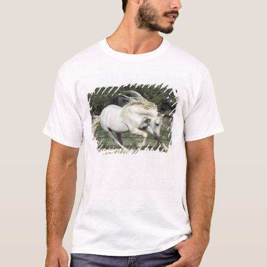 アンダルシアン種の雄馬の走る姿、プロパティリリース Tシャツ (正面)