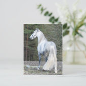 アンダルシアン 2 ポストカード (スタンド正面)