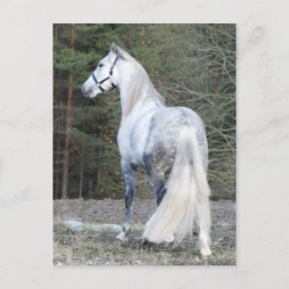 アンダルシアン 2 ポストカード
