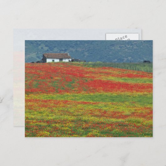 アンダルシア州コルドバ近郊のケシ畑 ポストカード (正面/裏面)