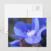 アンチュサ・アズレア「ドロップモア」はがき ポストカード (正面/裏面)