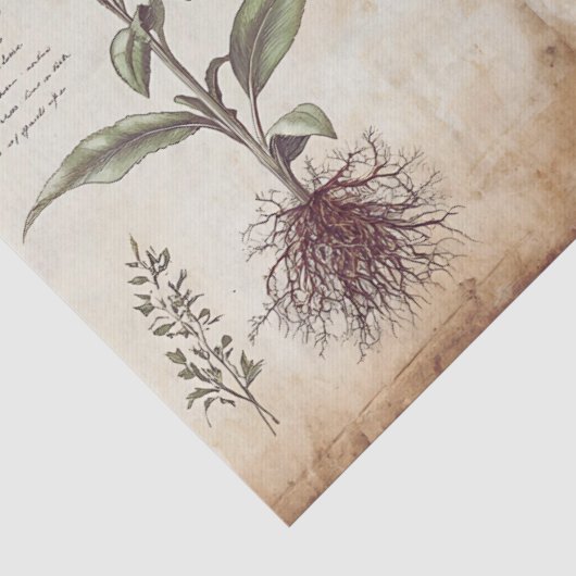 アンティークな植物学のハーブデコパージュ 薄葉紙 (詳細)