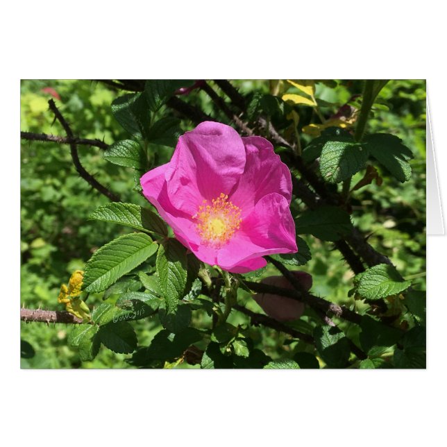 アンティークのばら色のFARMphemera.comカード©dheller2018 (正面横)
