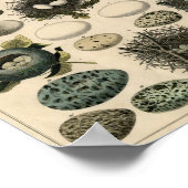 アンティークの鳥と巣のポスター ポスター (角)