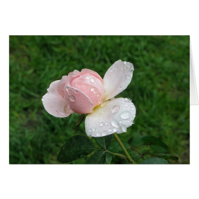 アンティークは3上がりました (正面横)