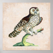 アンティークイタリアンフクロウ版木、銅版、版画ヴィンテージ自然 ポスター (正面)