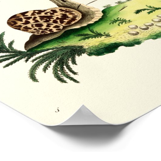 アンティークイラストレーションのガーデンカタツムリ ポスター (角)