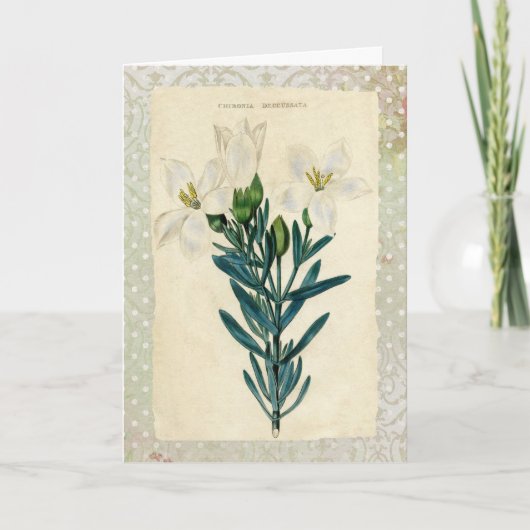 アンティークイースターリリー シーズンカード (正面)