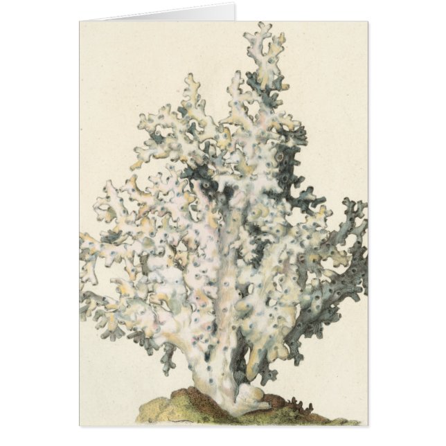 アンティークウォーターカラーサンゴ (正面)