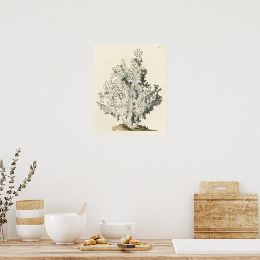 アンティークウォーターカラーサンゴ ポスター (キッチン)