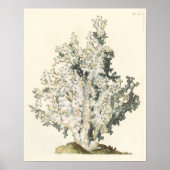 アンティークウォーターカラーサンゴ ポスター (正面)