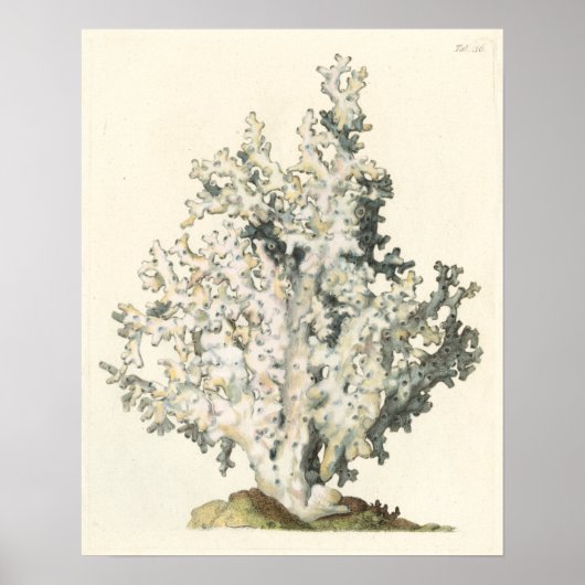 アンティークウォーターカラーサンゴ ポスター (正面)