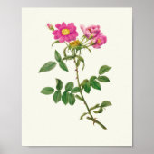 アンティークウォーターカラーボタニカルプリント ポスター (正面)