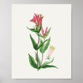 アンティークウォーターカラーボタニカルプリント ポスター (正面)