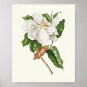 アンティークウォーターカラーボタニカルプリント ポスター (正面)