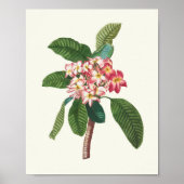 アンティークウォーターカラーボタニカルプリント ポスター (正面)