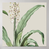 アンティークウォーターカラーボタニカルプリント ポスター (正面)