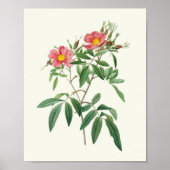 アンティークウォーターカラーボタニカルプリント ポスター (正面)