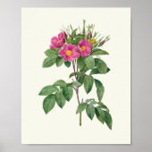 アンティークウォーターカラーボタニカルプリント ポスター (正面)