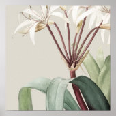 アンティークウォーターカラーボタニカルプリント ポスター (正面)