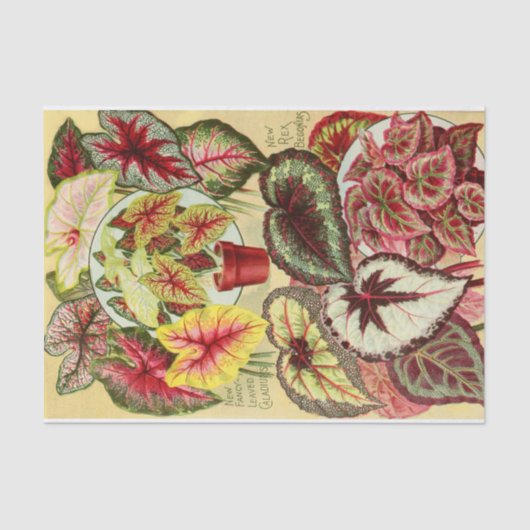 アンティークカラディウムズとレックスベゴニアティッシュペーパー 薄葉紙 (正面)